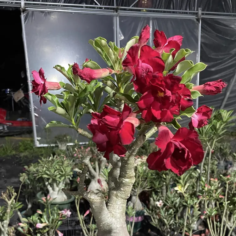 沙漠玫瑰进口10粒种子قۇملۇقئەتىرگۈل10دانچەئۇرۇقى室内