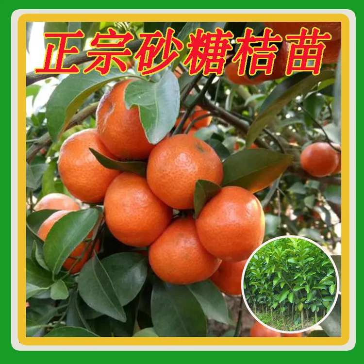 沙糖桔树苗正宗肇庆四会砂糖桔苗橘子嫁接果树苗南方种植盆栽