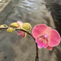 鲜花《西兰花》蝴蝶兰云南源头基地直发