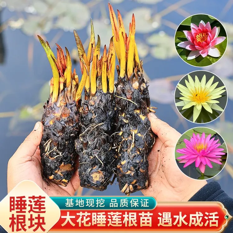 水培睡莲带芽植物四季水养莲花盆栽水池塘花卉带花苞根块