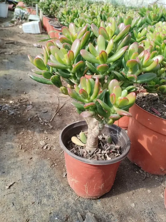 吸财树老桩多肉植物玉树好养好看新手适合