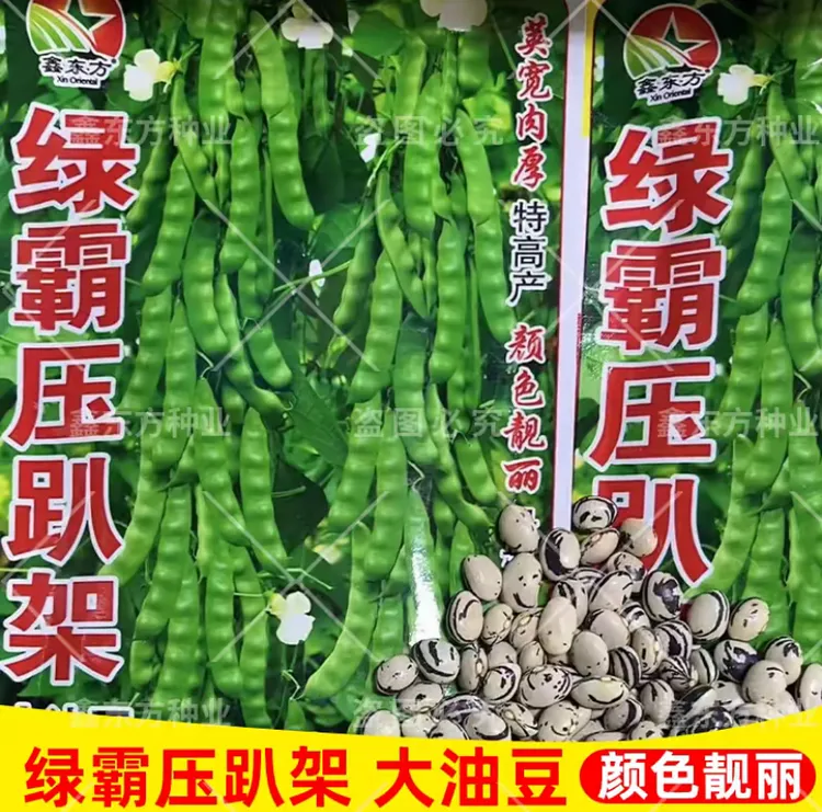 【绿霸压趴架大油豆种子】四季种植盆栽地栽阳台小院种植