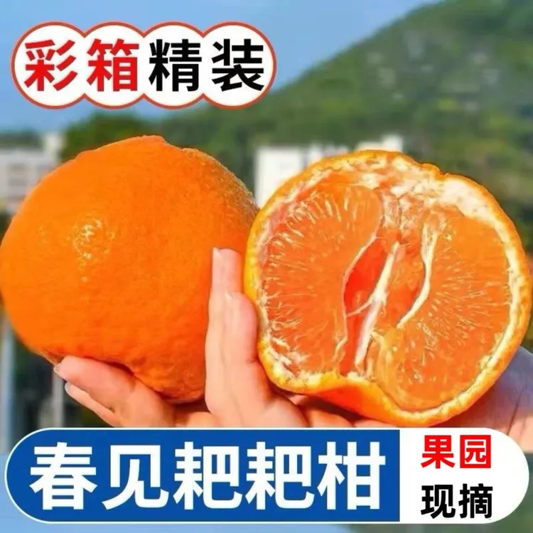 【春见耙耙柑】四川春见耙耙柑现摘多汁当季新鲜水果