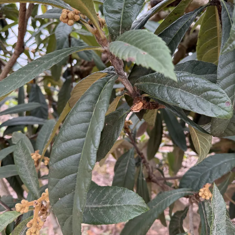 四川仁寿20年老树（枇杷叶）放在家里好看