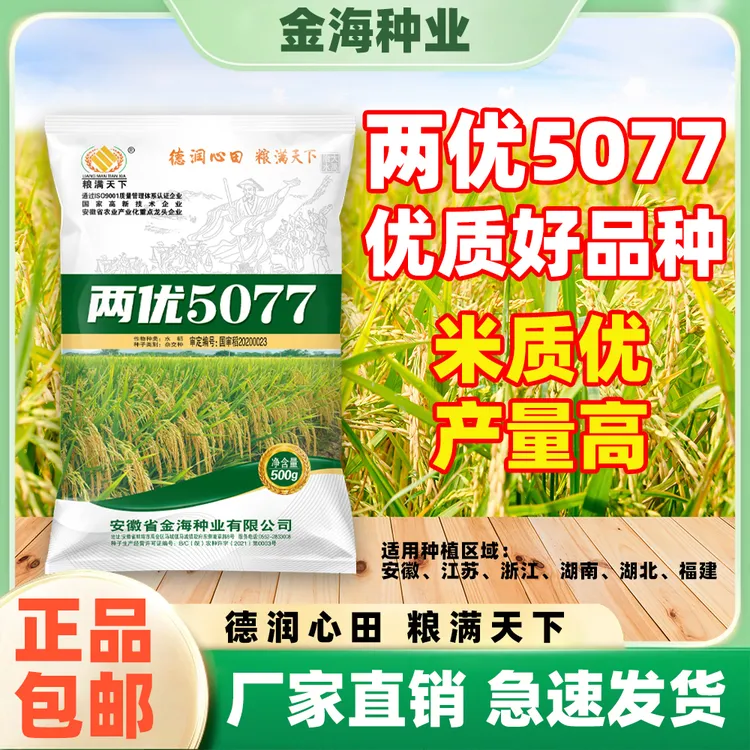 两优5077国标二级米水稻种子耐热性强产量高米质优