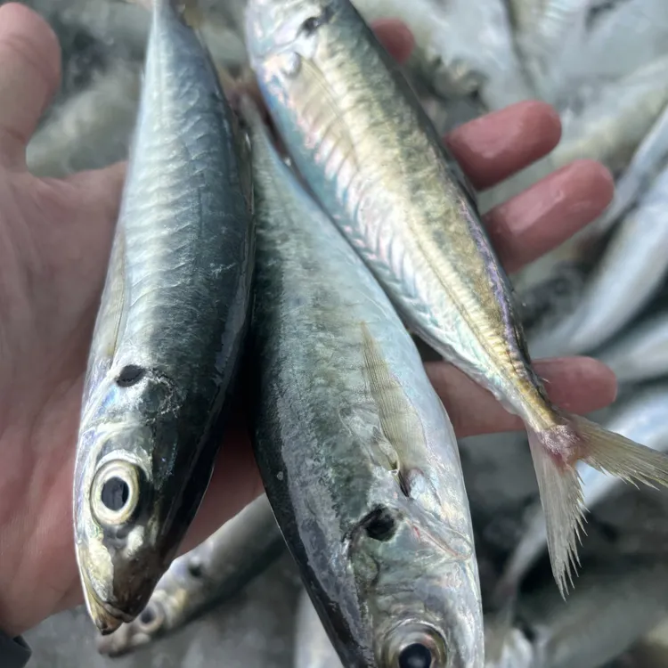 【巴浪鱼】广东汕尾野生本港当日上岸巴浪鱼【不新鲜包赔包退】