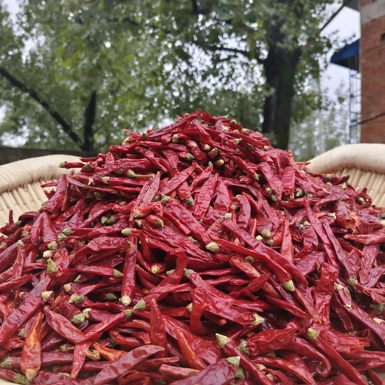 农家2025干红辣椒香辣爆辣魔鬼辣当季新二荆条辣椒炒菜必备