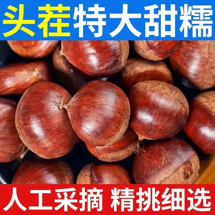 新鲜高山锥栗香甜软糯贵州板栗产地直发