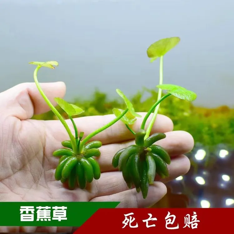 进口结蕉香蕉草水草活体水中叶懒人鱼缸造前景无需种植新手易养活