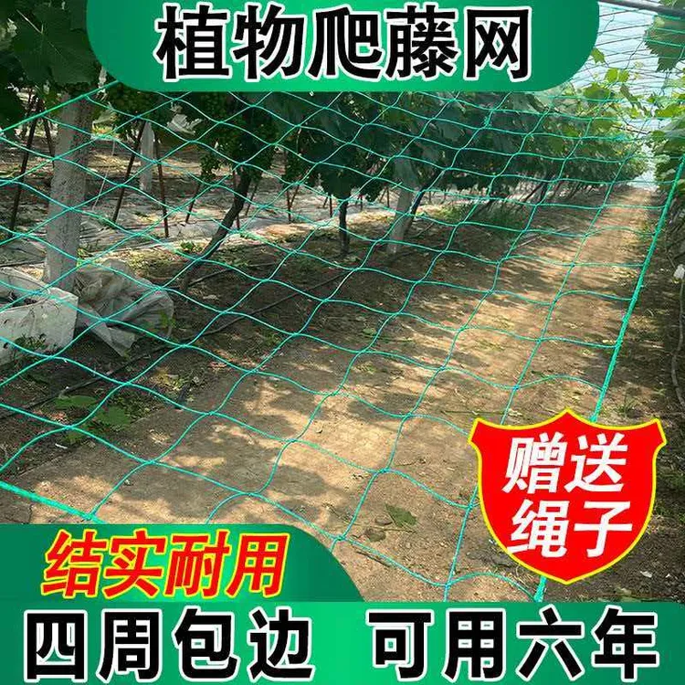 植物攀爬爬藤网瓜果百香果丝瓜吊瓜黄瓜豆角种植苦瓜爬藤网方格网商品图