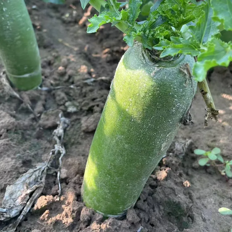 水果萝卜（山东潍坊）现拔现发清脆脆甜微辣