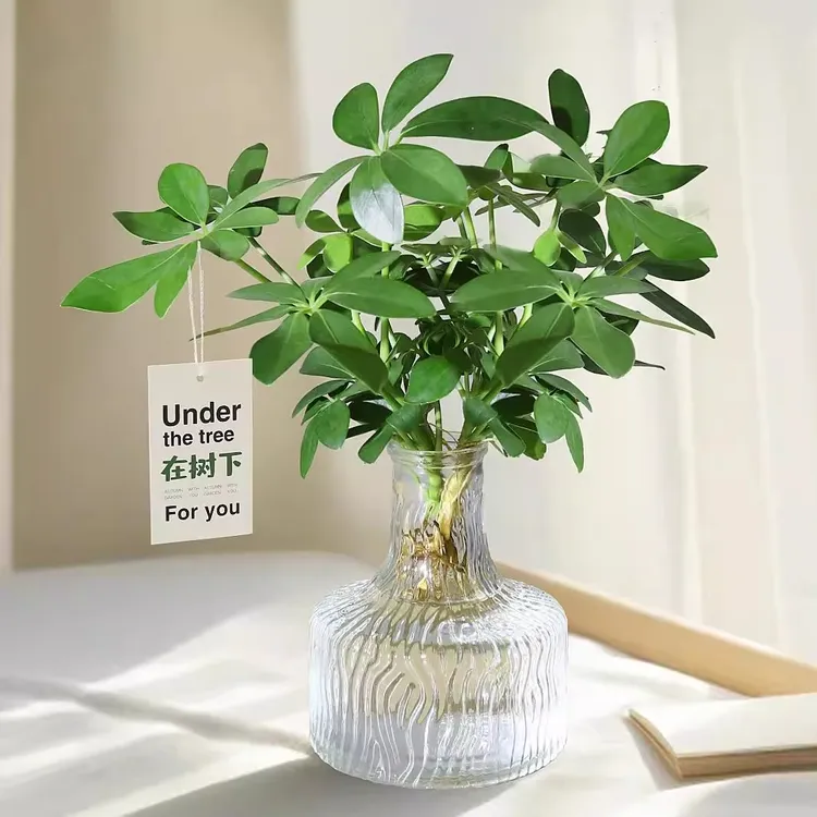 鸭脚木水培植物绿植盆栽室内桌面耐阴好养活四季七叶莲八方来财