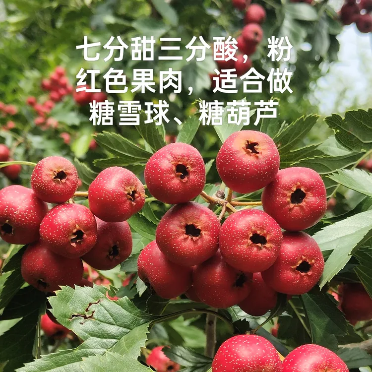 山里红优质新鲜山楂糖葫芦优选糖球果园精选酸甜甜红子小山楂