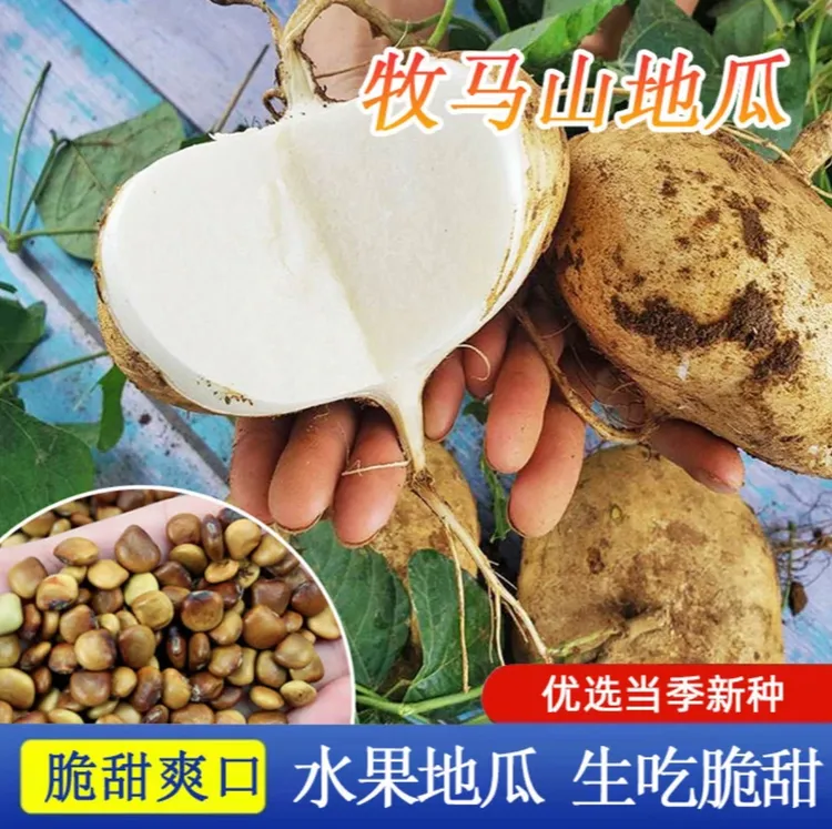 牧马山地瓜种子种籽孑水果地瓜特大白瓤香甜早熟种植  