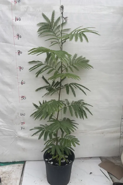 大棵密叶猴耳环室内观叶盆栽绿植好养叶片飘逸根系粗壮籽播