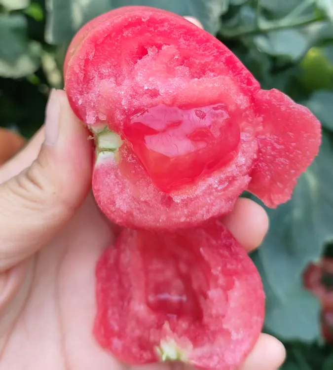 河南老品种西红柿自然成熟生吃水果西红柿现摘新鲜沙瓤番茄