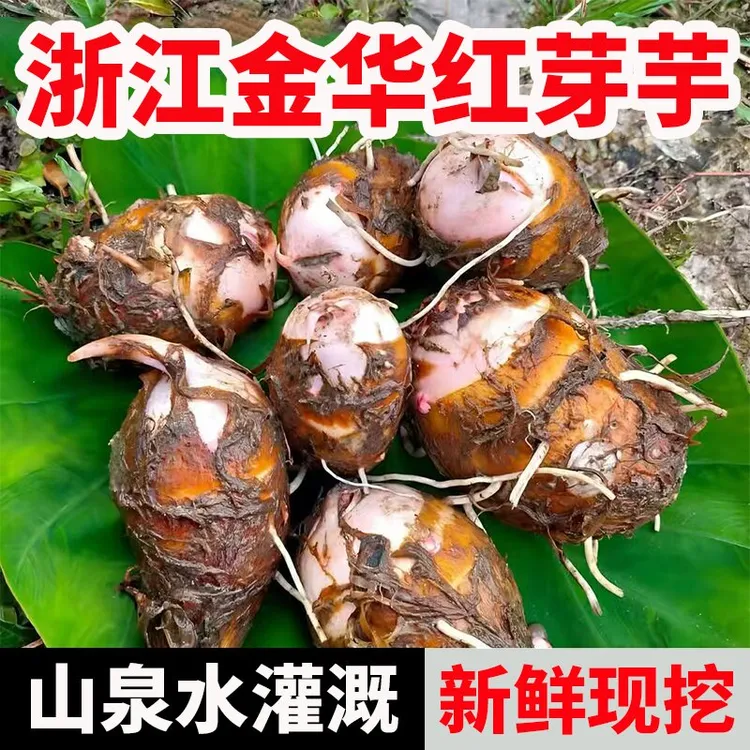 正宗浙江金华红芽芋头毛芋头新鲜芋头仔芋头新鲜软糯小芋头农家菜