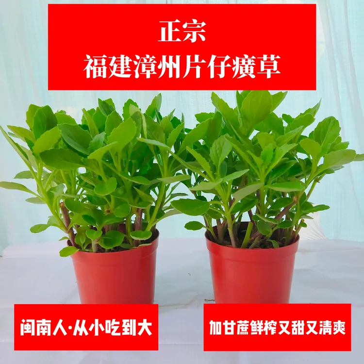 福建漳州片仔癀草甘蔗榨汁植物饮品药食同源盆栽鲜品白凤菜