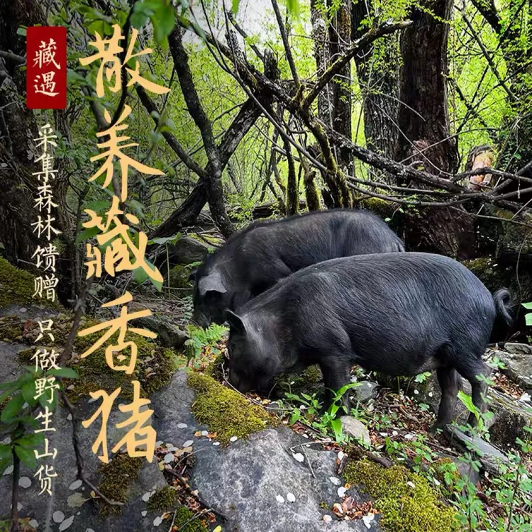 2号散养猪藏香猪黑猪肉熟食山猪肉散养黑土猪黑猪肉跑山猪蕨麻猪