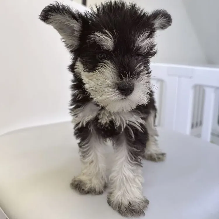 定制小体雪纳瑞宠物活体小型犬送货上门马尔泰小狗中小型犬狗狗