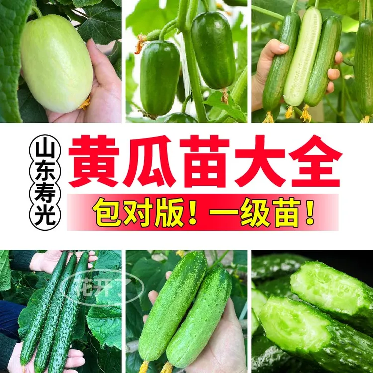 山东寿光各种黄瓜苗秧大全四季高产金童玉女黄瓜大黄瓜水果黄瓜