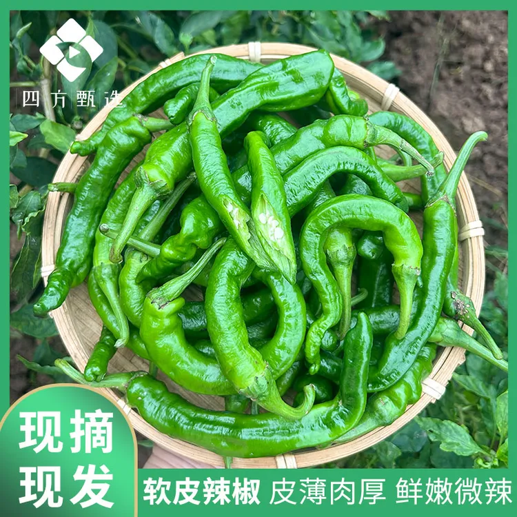 【赶大集】新鲜辣椒现摘本地多种品种辣椒香辣可口秋辣椒