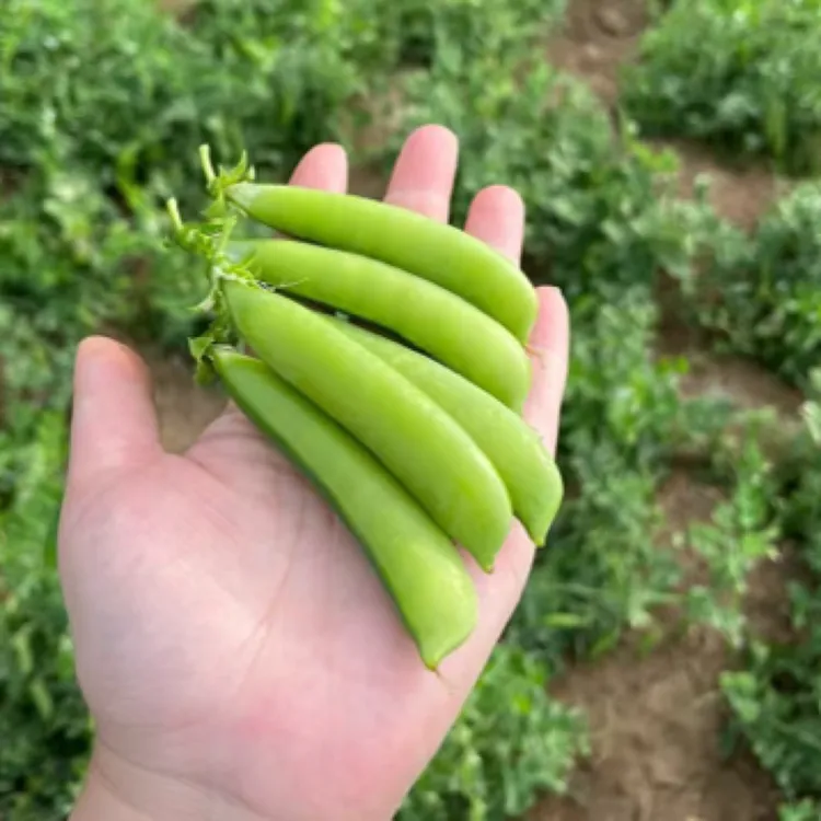 湖北农家露天豌豆