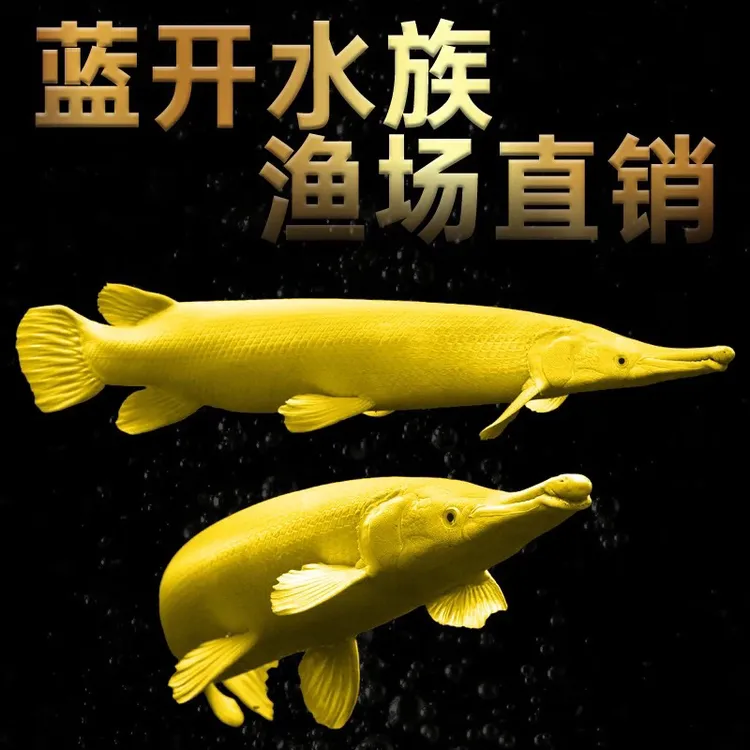 黄金火箭苗30-35公分热带观赏鱼