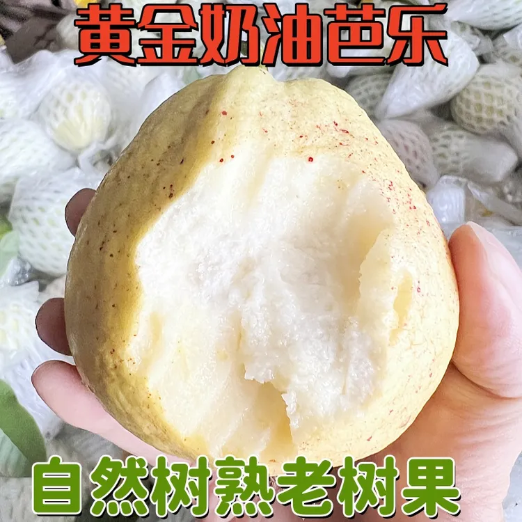 广西正宗白心奶油软糯包邮番石榴巴乐果水清甜低升糖水果芭乐