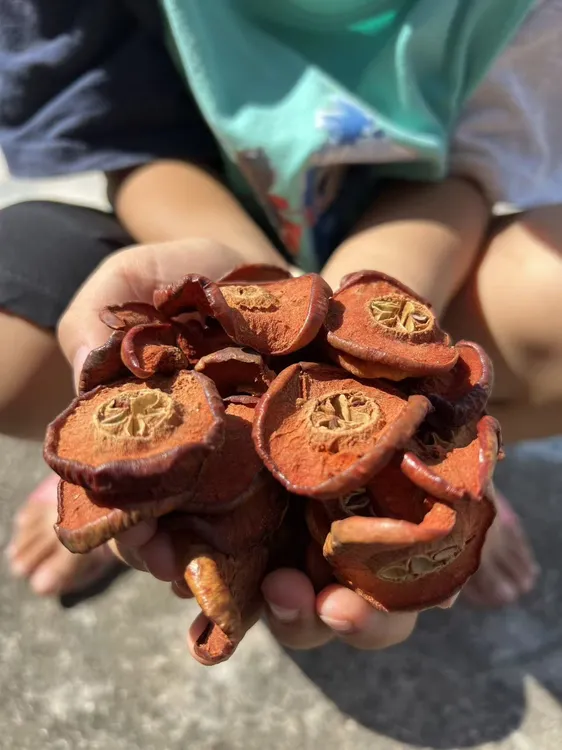 广西农村自晒干山楂片