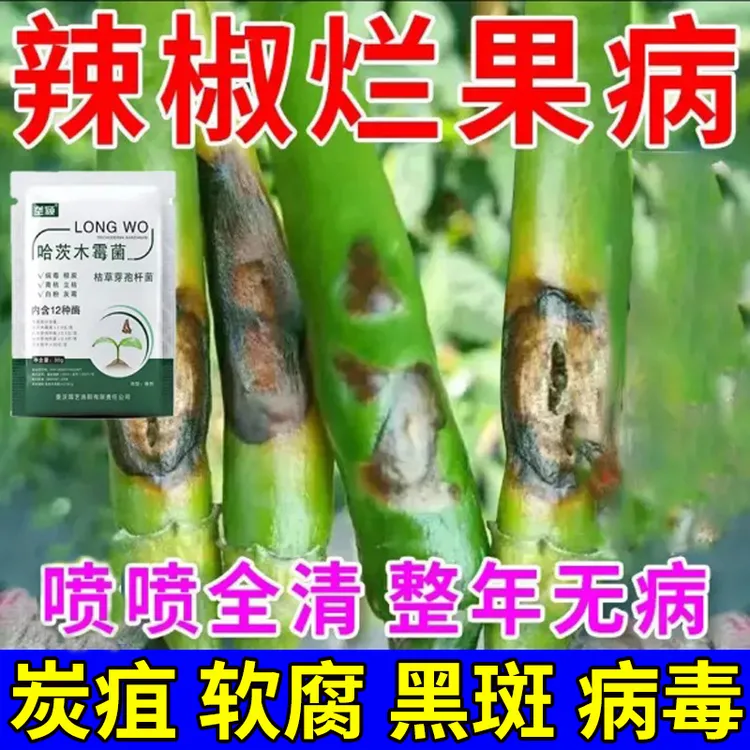 辣椒烂果专用微生物肥料辣椒烂头软腐脐腐炭疽疮痂辣椒烂果修复剂