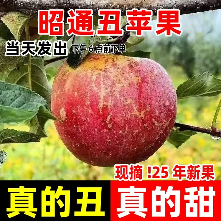 正宗云南昭通冰糖心丑苹果产地直发新鲜采摘脆甜多汁