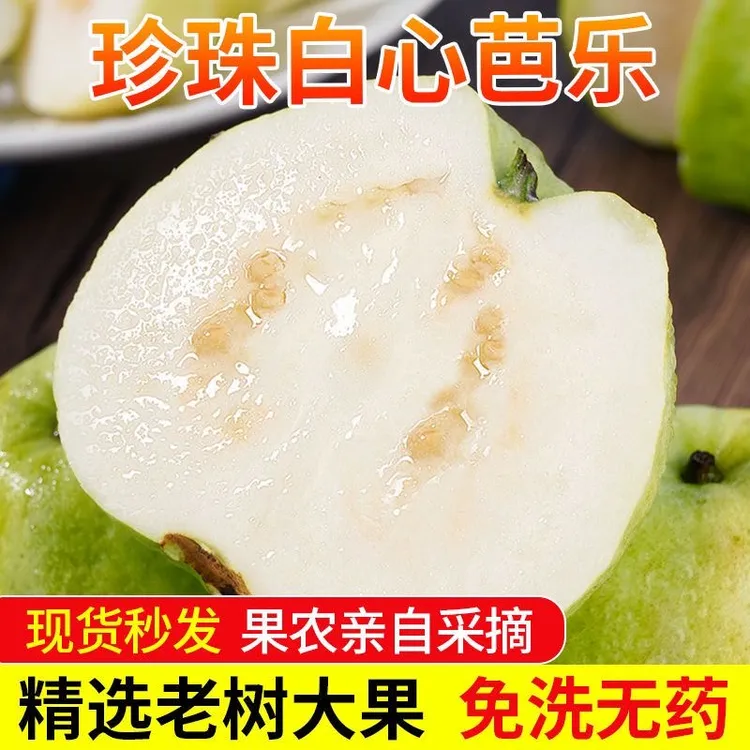 （顺丰京东包邮）正宗福建漳州过田咸水白心奶油芭乐