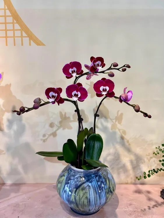 蝴蝶兰【米歇尔】室内家居花卉绿植盆栽送礼带花带花苞