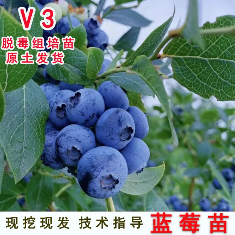 V3蓝莓苗四季蓝梅树果苗室内外阳台种植南方北方地栽当年结果带花