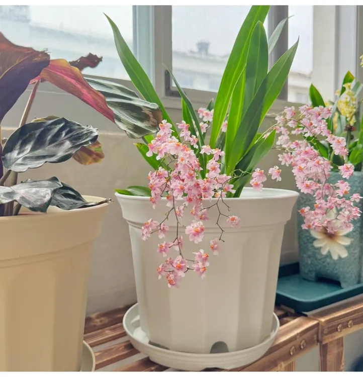 文心兰花卉盆栽梦香兰室内盆栽花盆全新料可放卧室客厅阳台