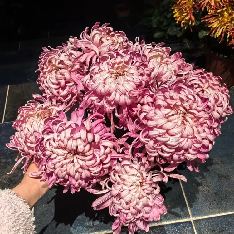 【沉香台】稀有大花型九月大菊花品种盆栽好养活 原盆原土包对版