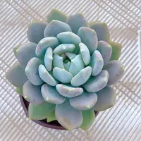【胖美人】黄大锤多肉阳台露台植物栽种养护