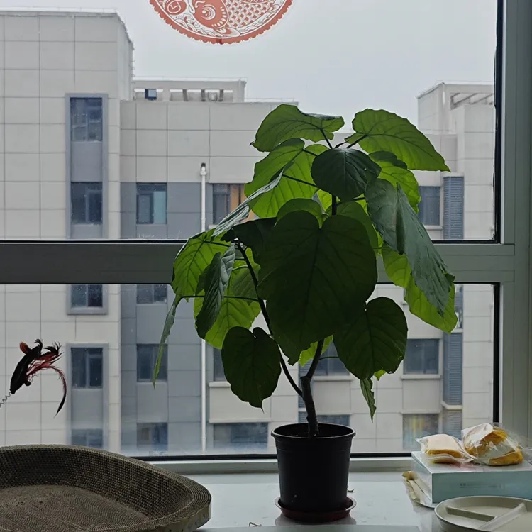 爱心榕 室内大型绿植 好养耐荫 客厅四季常绿 净化空气 网红植物