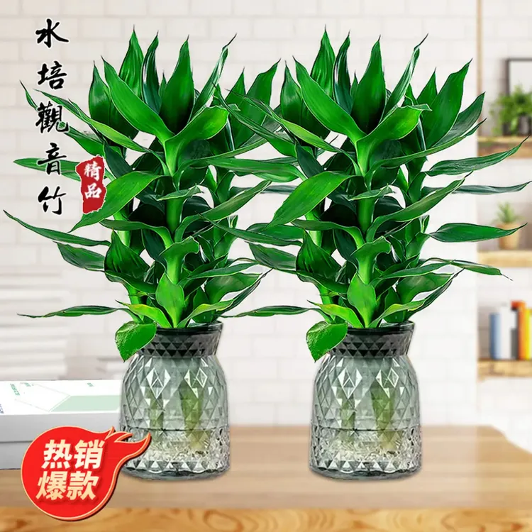 【买一送一】观音竹富贵竹水培绿植好养懒人植物绿色绿植盆栽室内