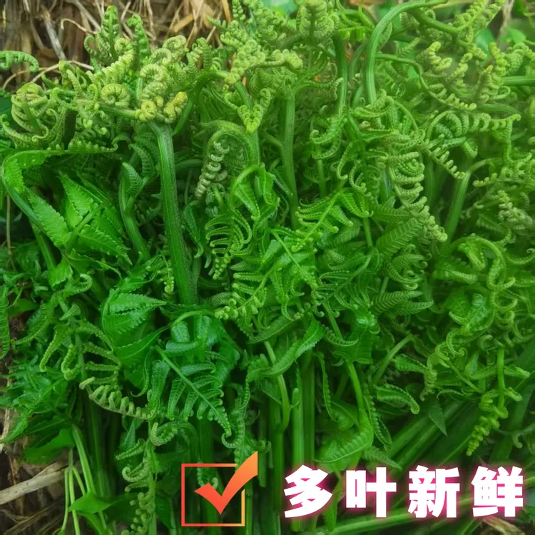 广西玉林新鲜现摘水蕨菜野菜带叶多叶蕨菜