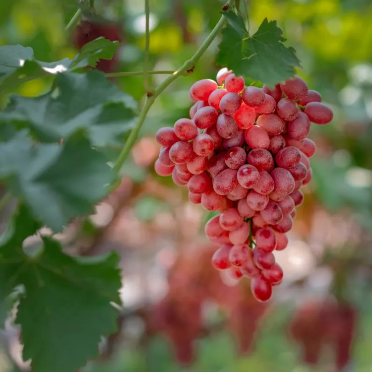 无籽红提葡萄大凉山新鲜水果整串顺丰包邮1500g2500g克伦生