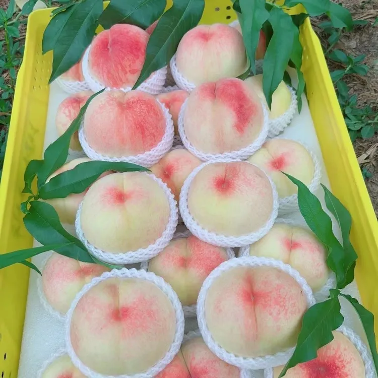 无锡水蜜桃（早桃礼盒装）