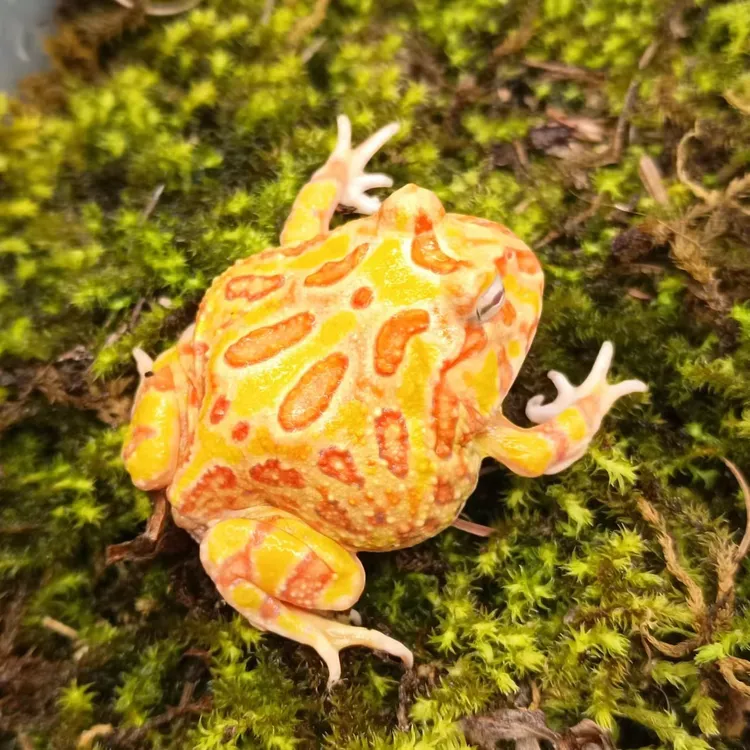 角蛙活宠物蛙绿角草莓南瓜宇治皮卡丘双色霸王钟小丑非牛蛙