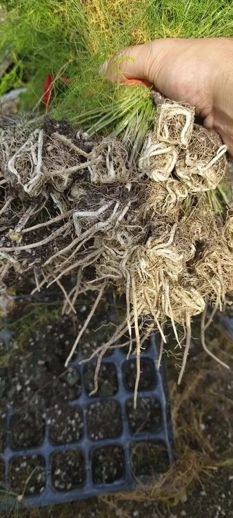 160天穴盘芦笋苗
