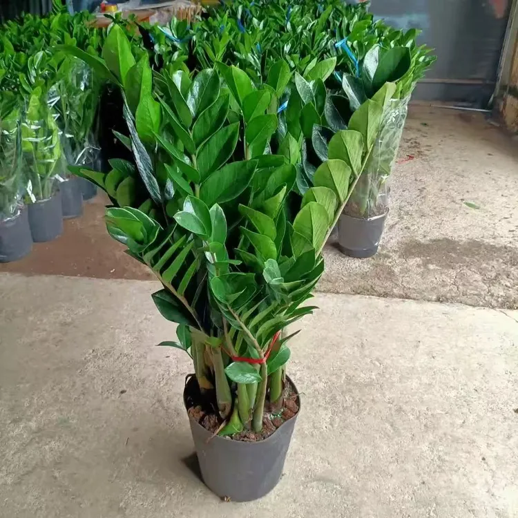 80cm左右金钱树盆栽客厅办公绿植净化空气四季常青好养