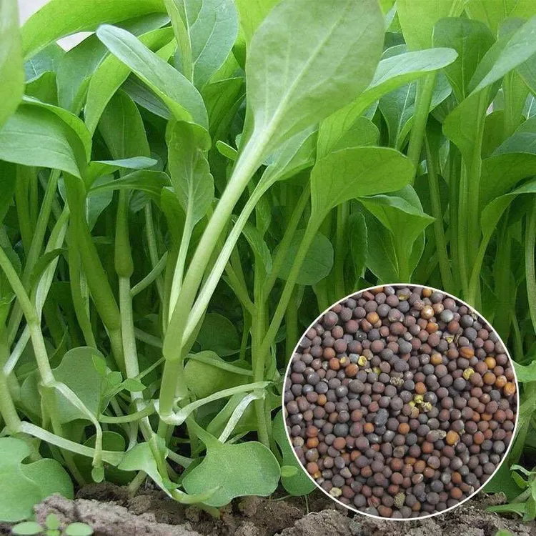 鸡毛菜种子种籽四季小白菜青菜阳台小院种菜籽易种高产
