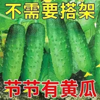 【满五包包邮】满地爬水果黄瓜种子节节瓜阳台庭院盆栽春秋蔬菜种子