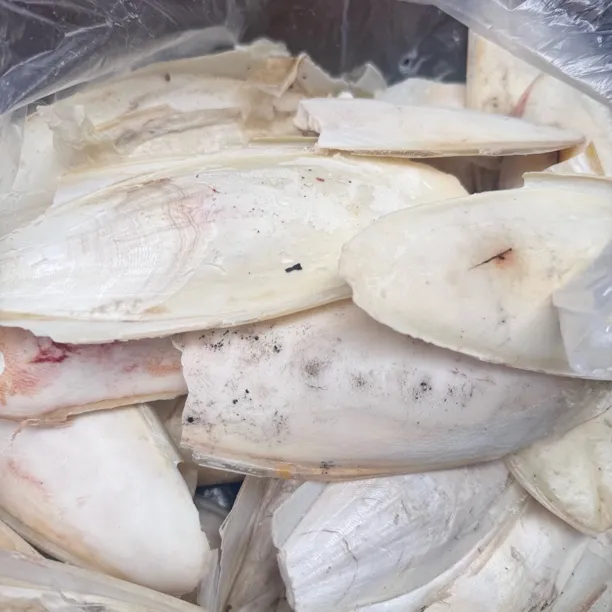 墨鱼骨(有大有小有不完整的，介意的不拍，搭配随机发)墨鱼船