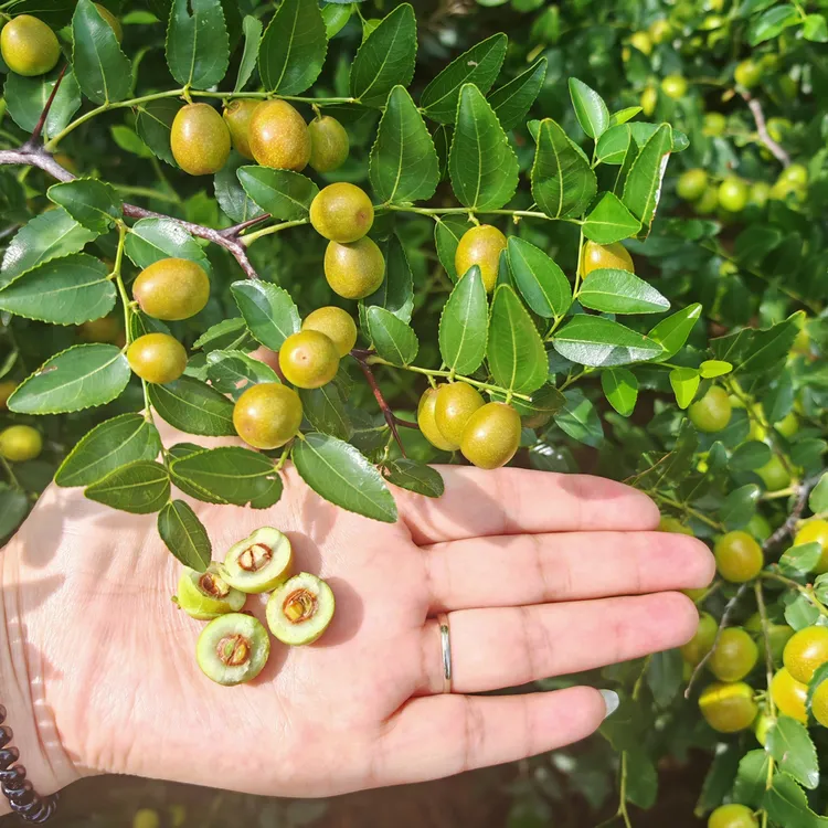 双仁酸枣苗 晋酸3号酸枣苗当年开花结果